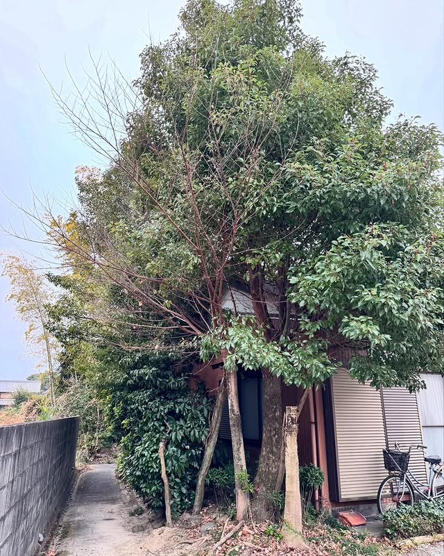 伸びすぎた樹木を背丈ほどに